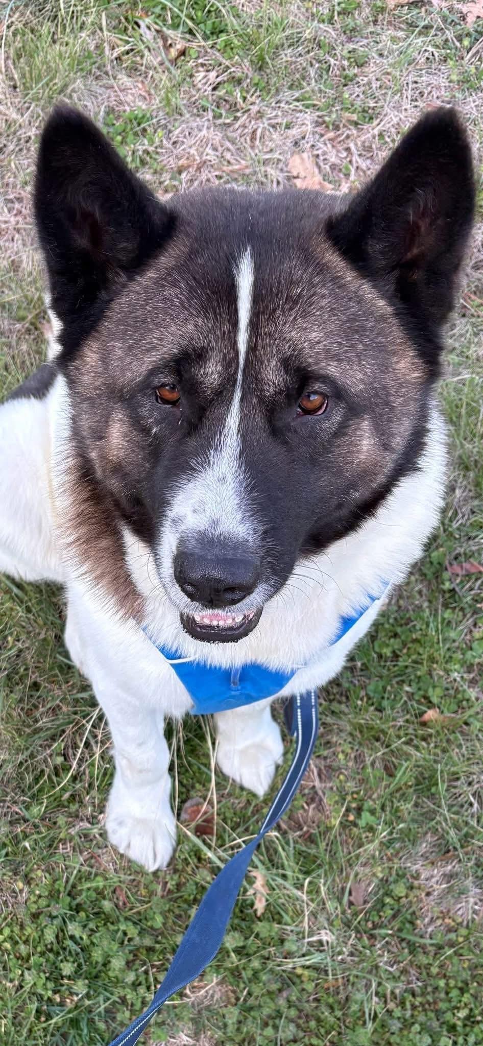 Enlarge Bjorn , a ADOPTABLE Akita in Chicago, IL image 3/4