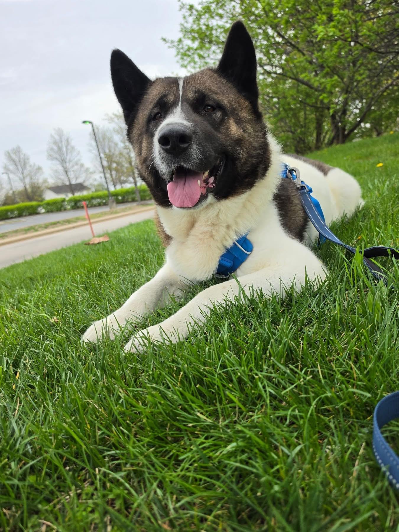 Enlarge Bjorn , a ADOPTABLE Akita in Chicago, IL image 4/4