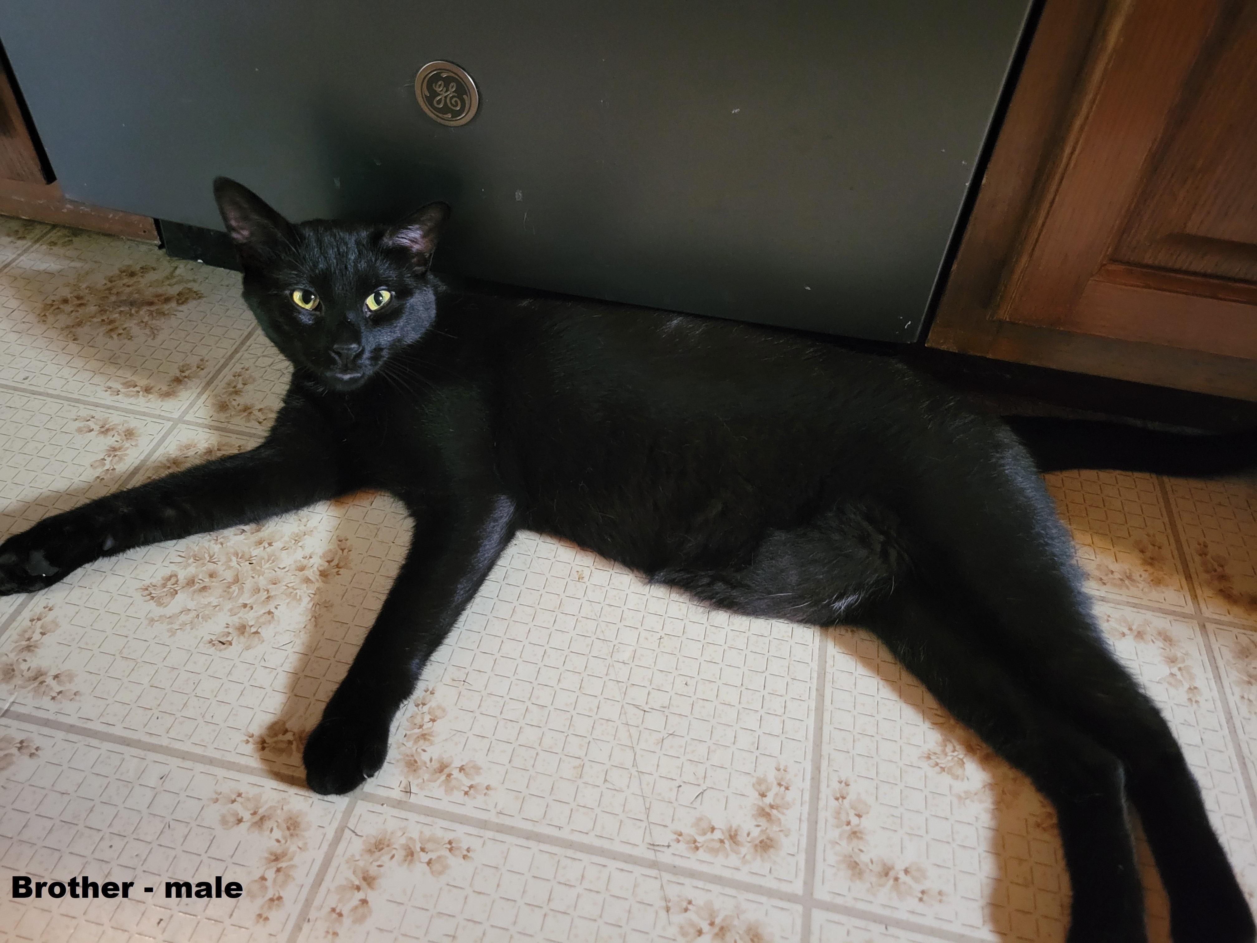 Brother (Courtesy Post)