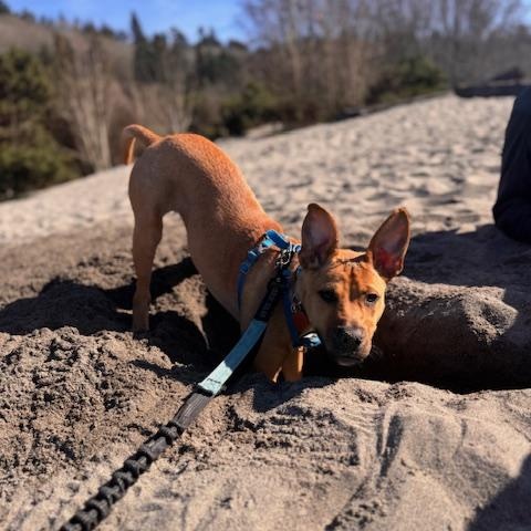 Enlarge Glitter, an adopted mixed breed in Seattle, WA image 3/6