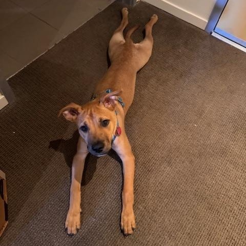 Enlarge Glitter, an adopted mixed breed in Seattle, WA image 5/6
