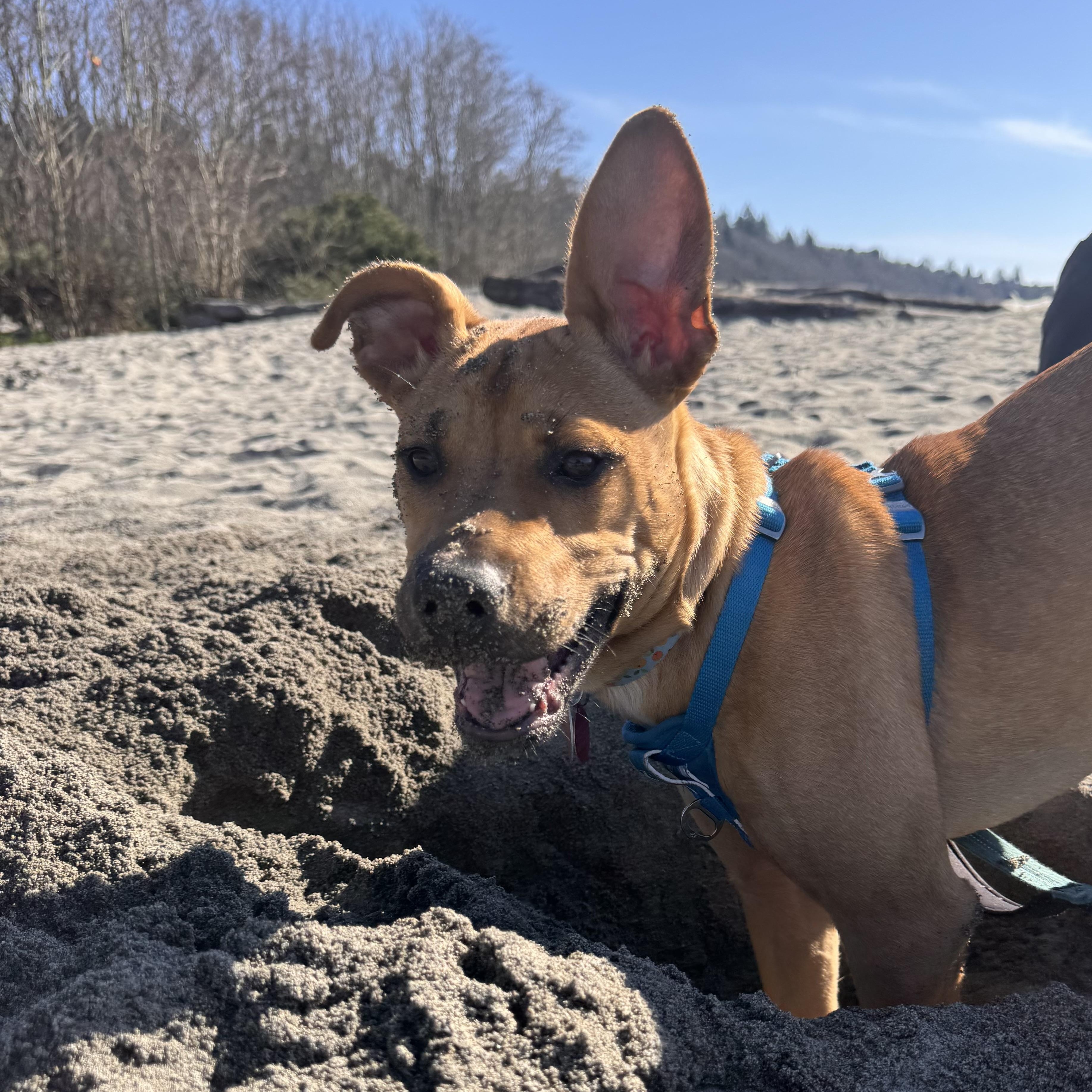 Enlarge Glitter, an adopted mixed breed in Seattle, WA image 2/6