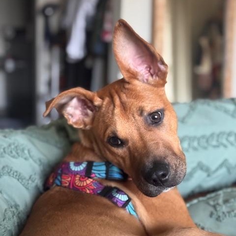 Enlarge Glitter, an adopted mixed breed in Seattle, WA image 6/6