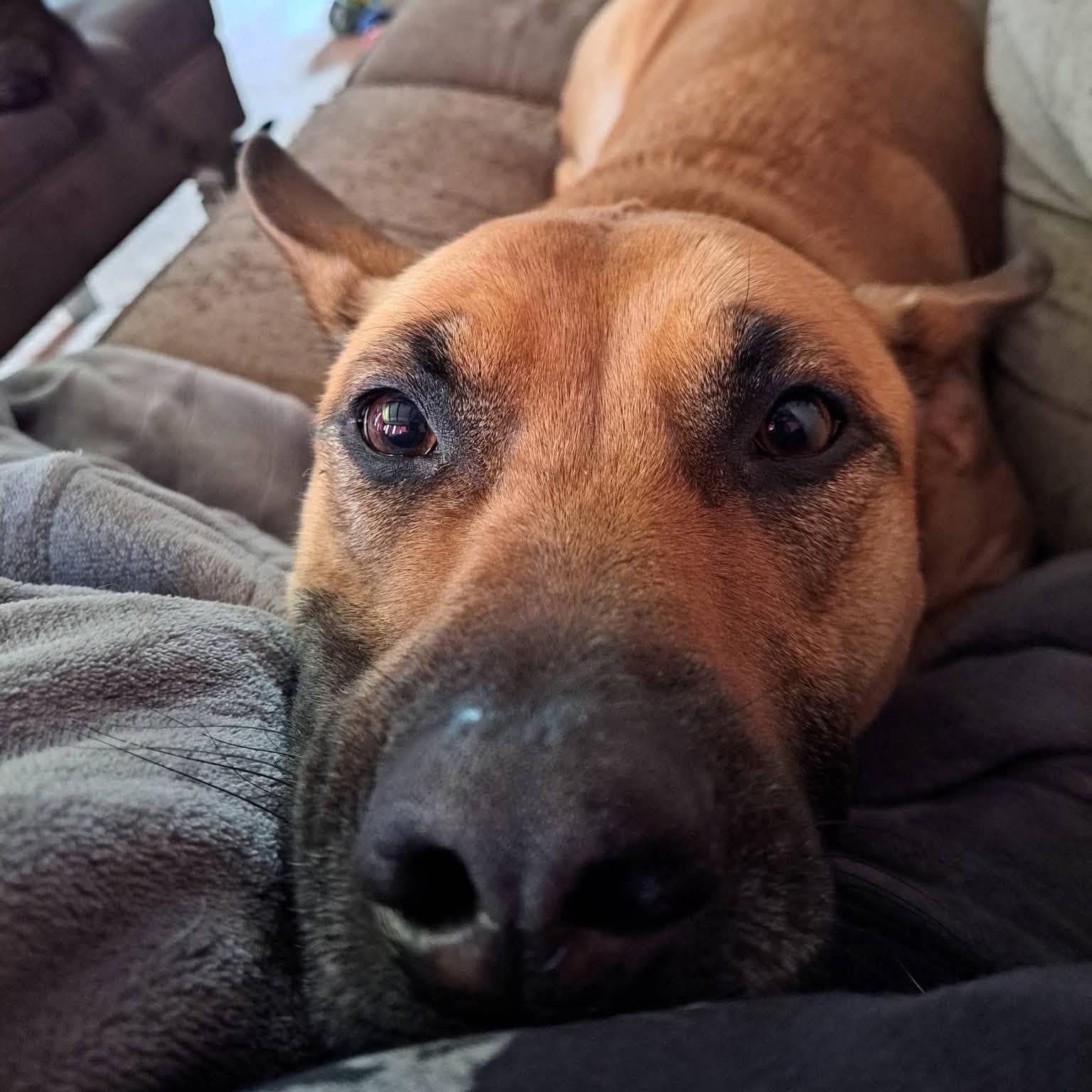 Enlarge Mabel, a Adoptable mixed breed in Petersburg, IL image 2/5