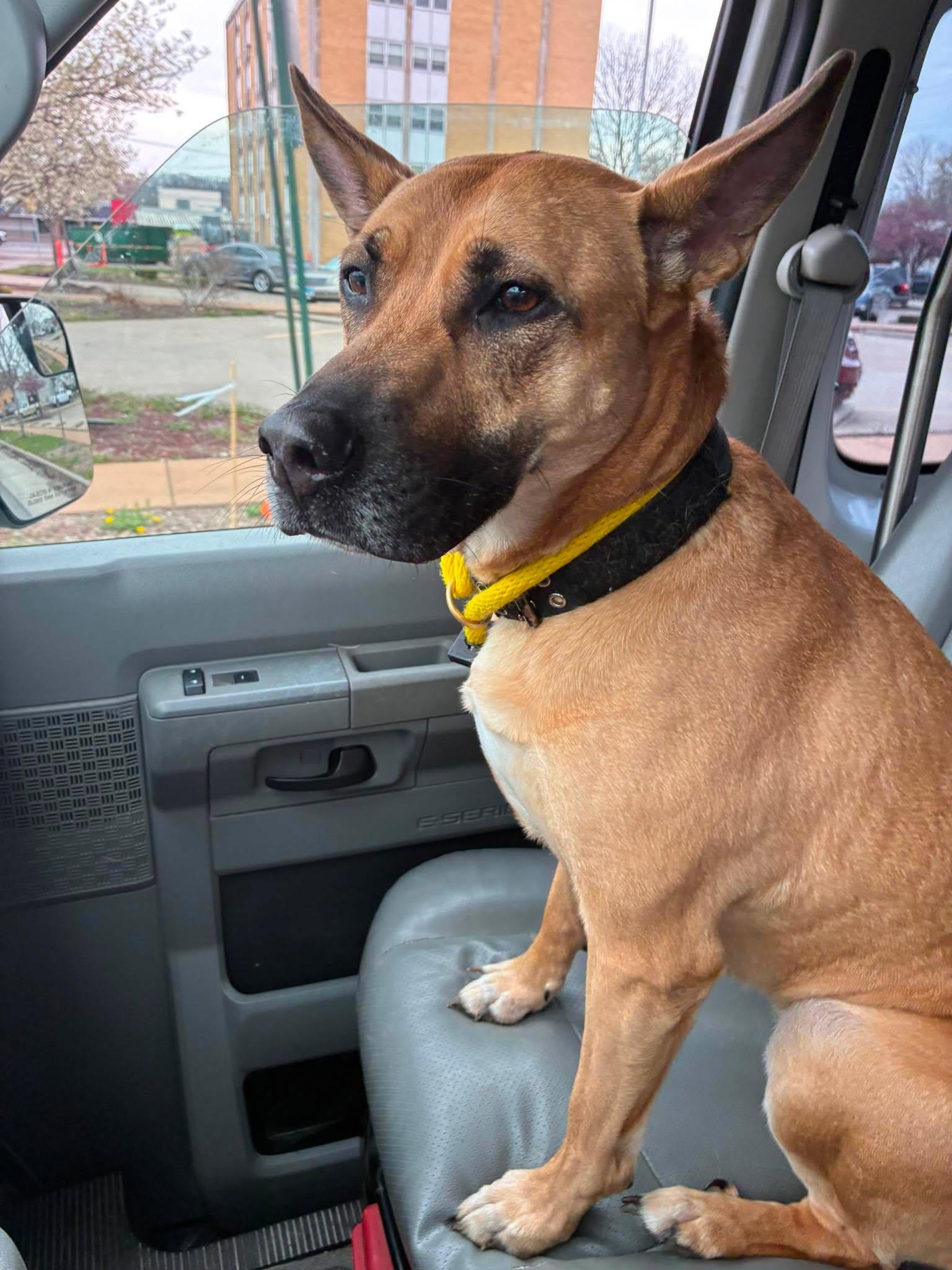 Enlarge Mabel, a Adoptable mixed breed in Petersburg, IL image 4/5