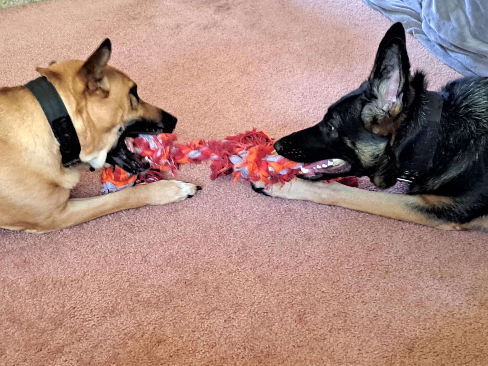 Enlarge Mabel, a Adoptable mixed breed in Petersburg, IL image 3/5