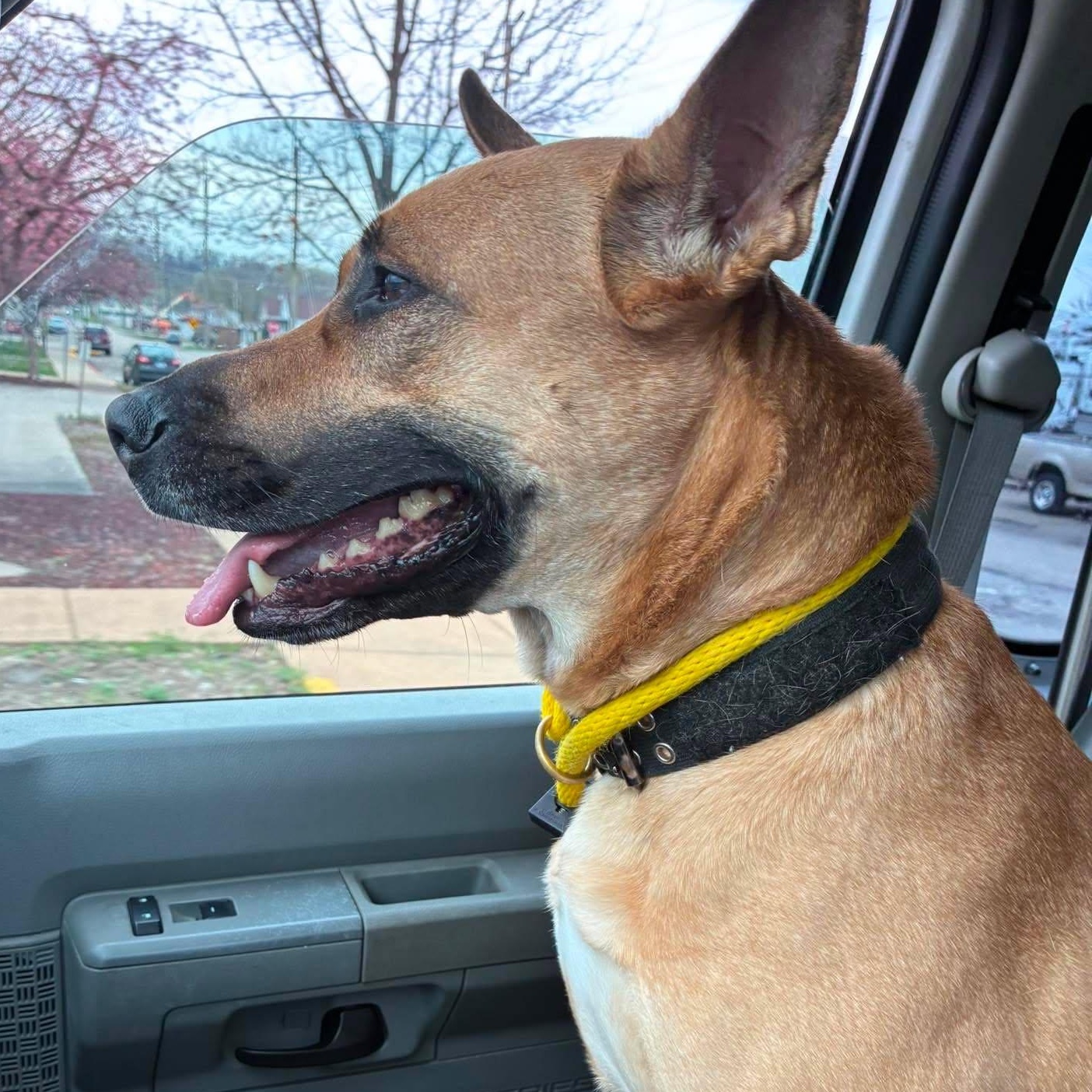 Enlarge Mabel, a Adoptable mixed breed in Petersburg, IL image 5/5