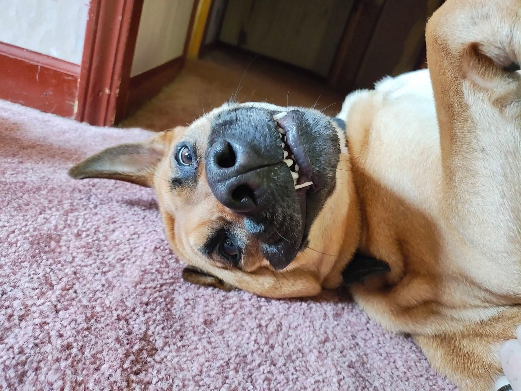 Enlarge Mabel, a Adoptable mixed breed in Petersburg, IL image 1/5