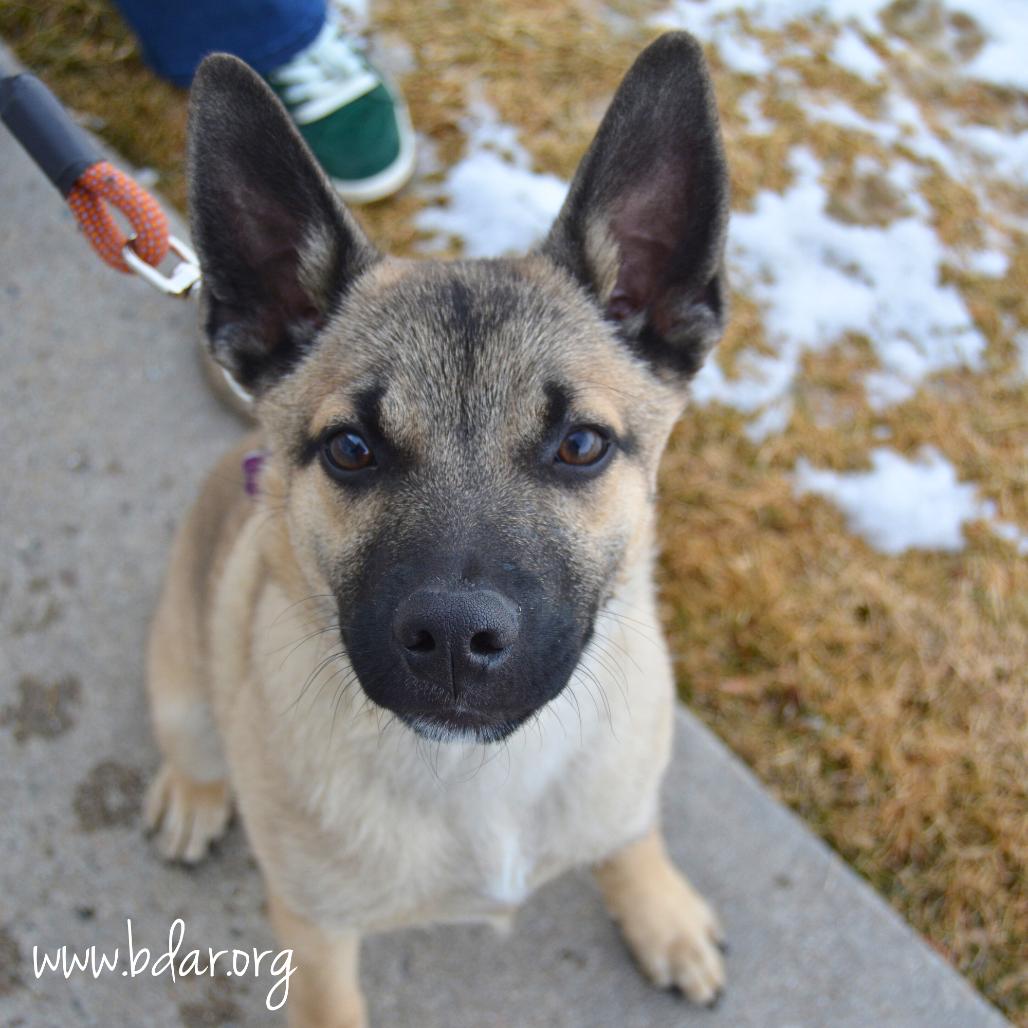 Tiny, Adoptable, Puppy Male Cattle Dog & Keeshond.