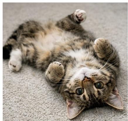 Enlarge Toby, a ADOPTABLE Domestic Short Hair in Joliet, IL image 3/6