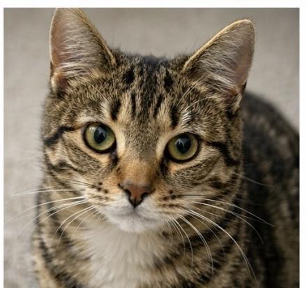 Enlarge Toby, a ADOPTABLE Domestic Short Hair in Joliet, IL image 6/6