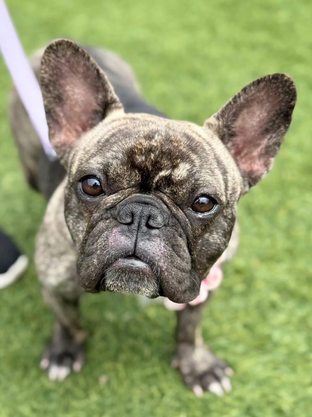 Victoria French Bulldog Dog