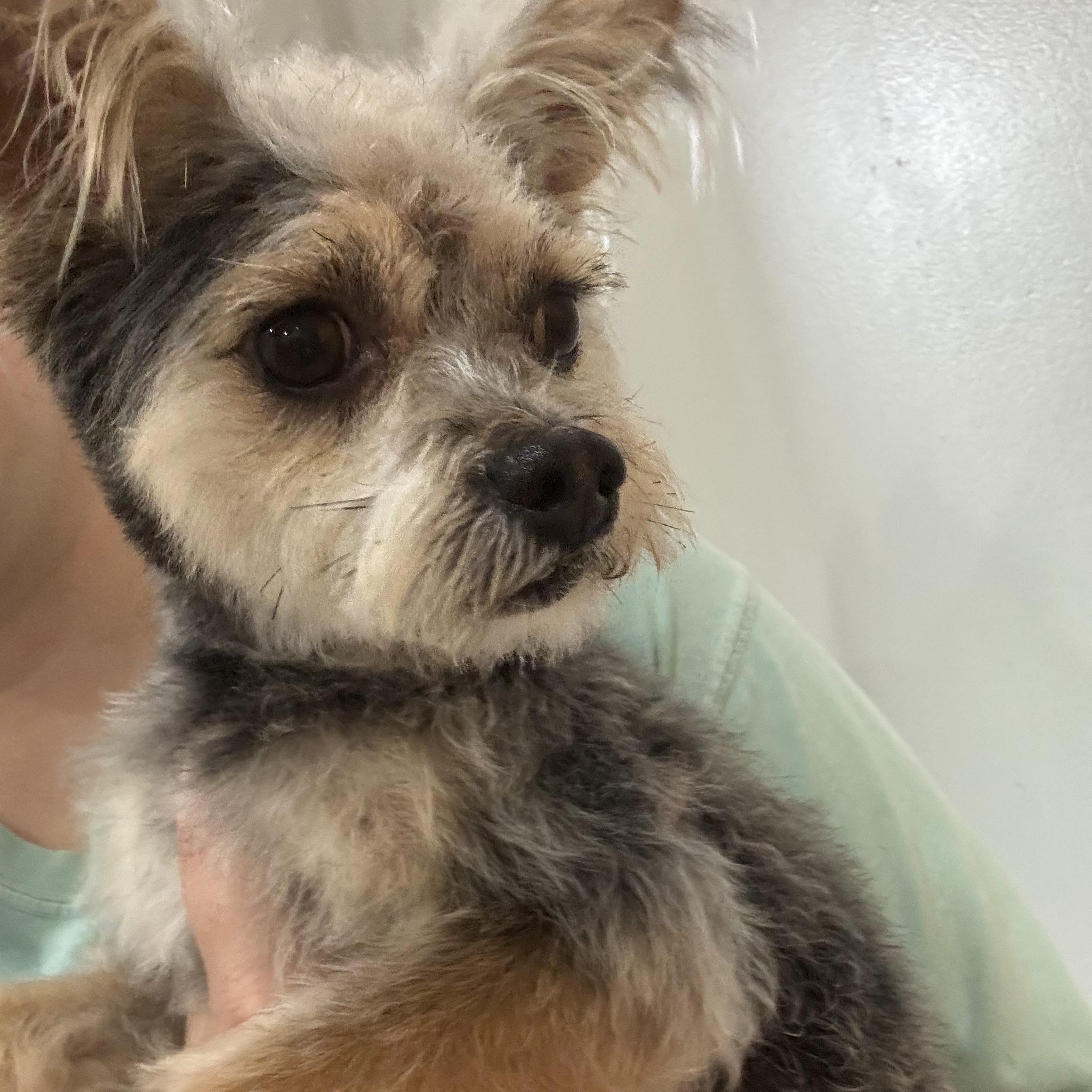 Scotty, an adopted mixed breed in Fairfax, VA image 5/6