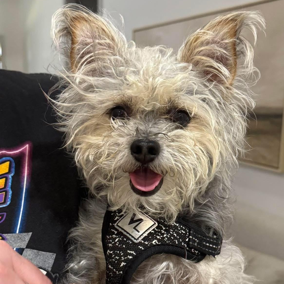 Scotty, adopted, Young Male Yorkshire Terrier & Shih Tzu.
