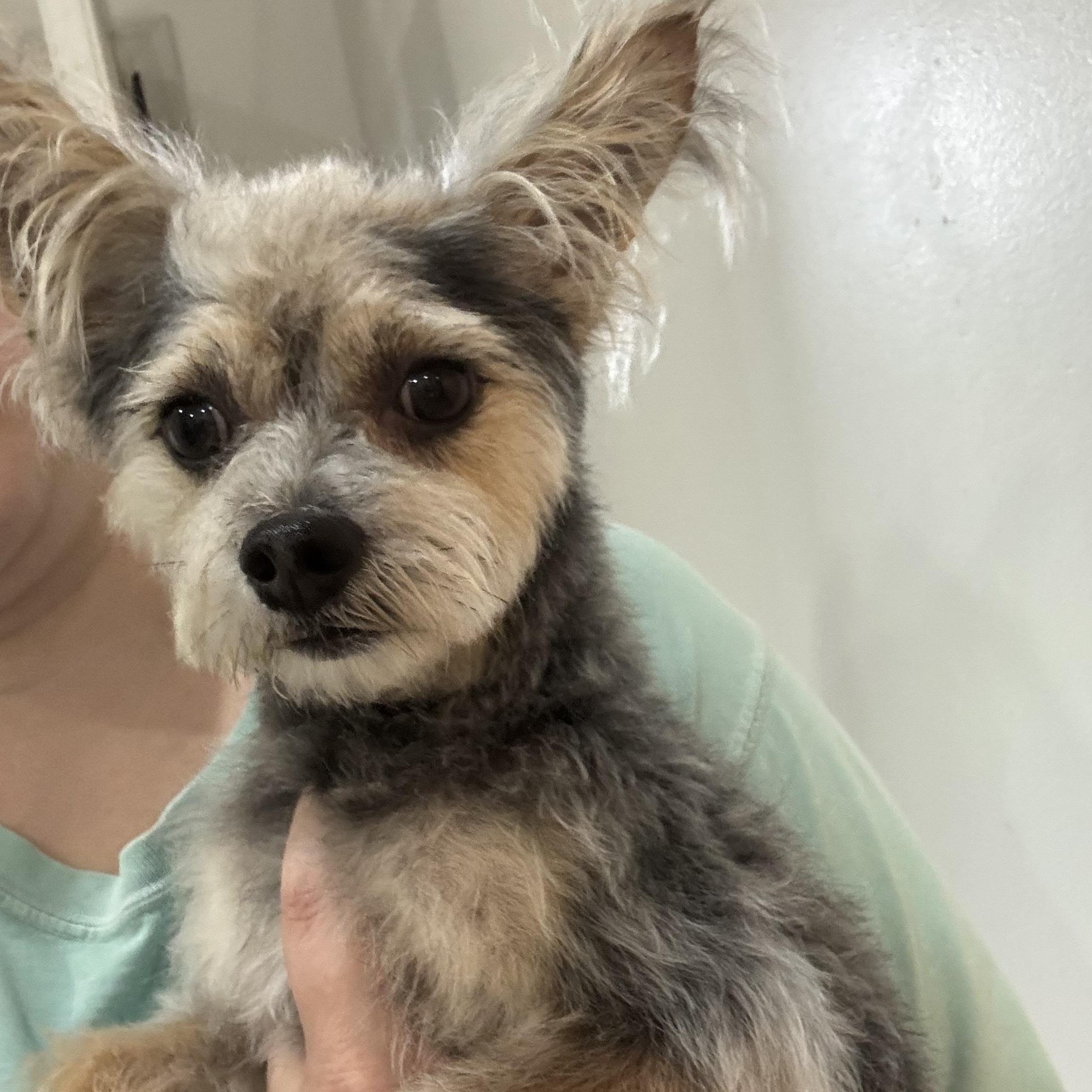 Scotty, an adopted mixed breed in Fairfax, VA image 6/6