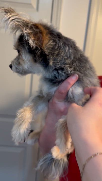 Enlarge Scotty, an adopted mixed breed in Fairfax, VA video 4/6