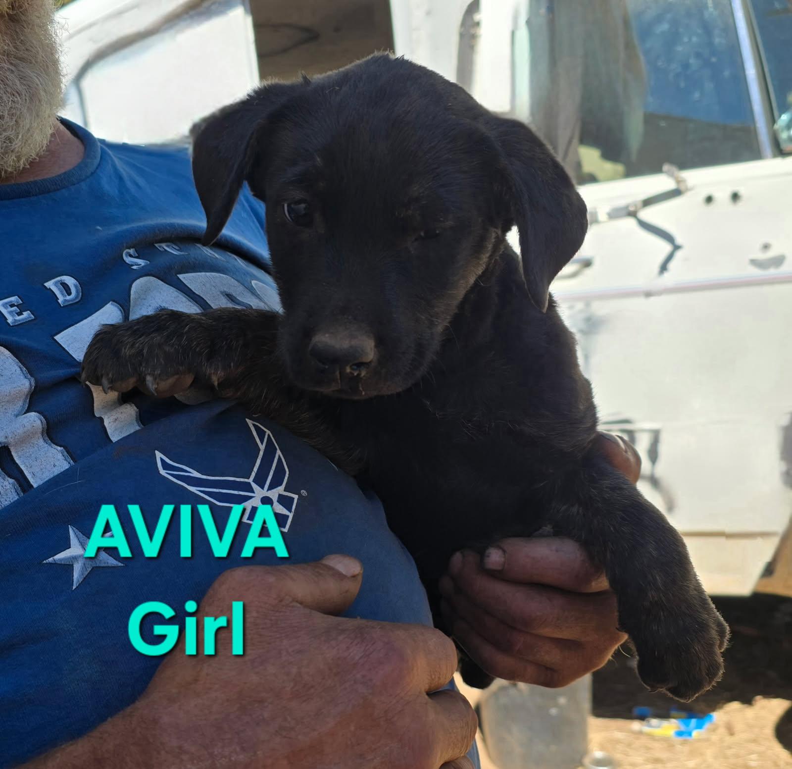 Aviva, an adoptable Dutch Shepherd in Klamath Falls, OR, 97603 | Photo Image 1