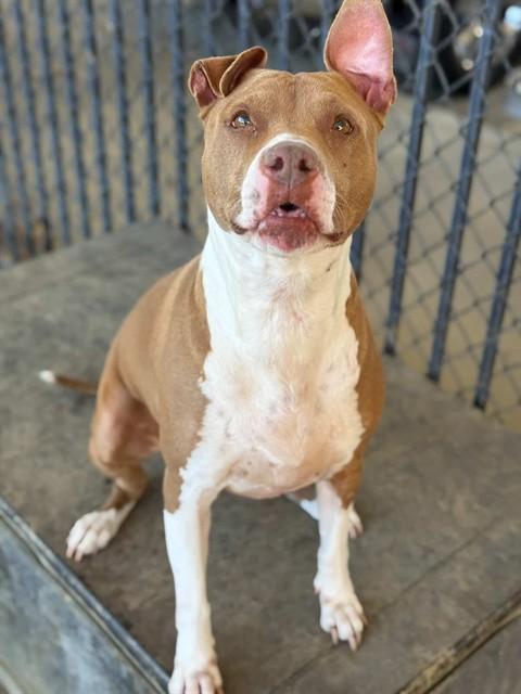 Enlarge SIENNA, a Adoptable Pit Bull Terrier in Riverside, CA image 1/1