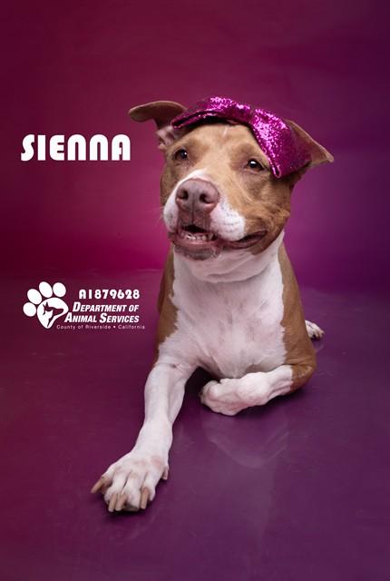 SIENNA, Adoptable, Adult Female Pit Bull Terrier.