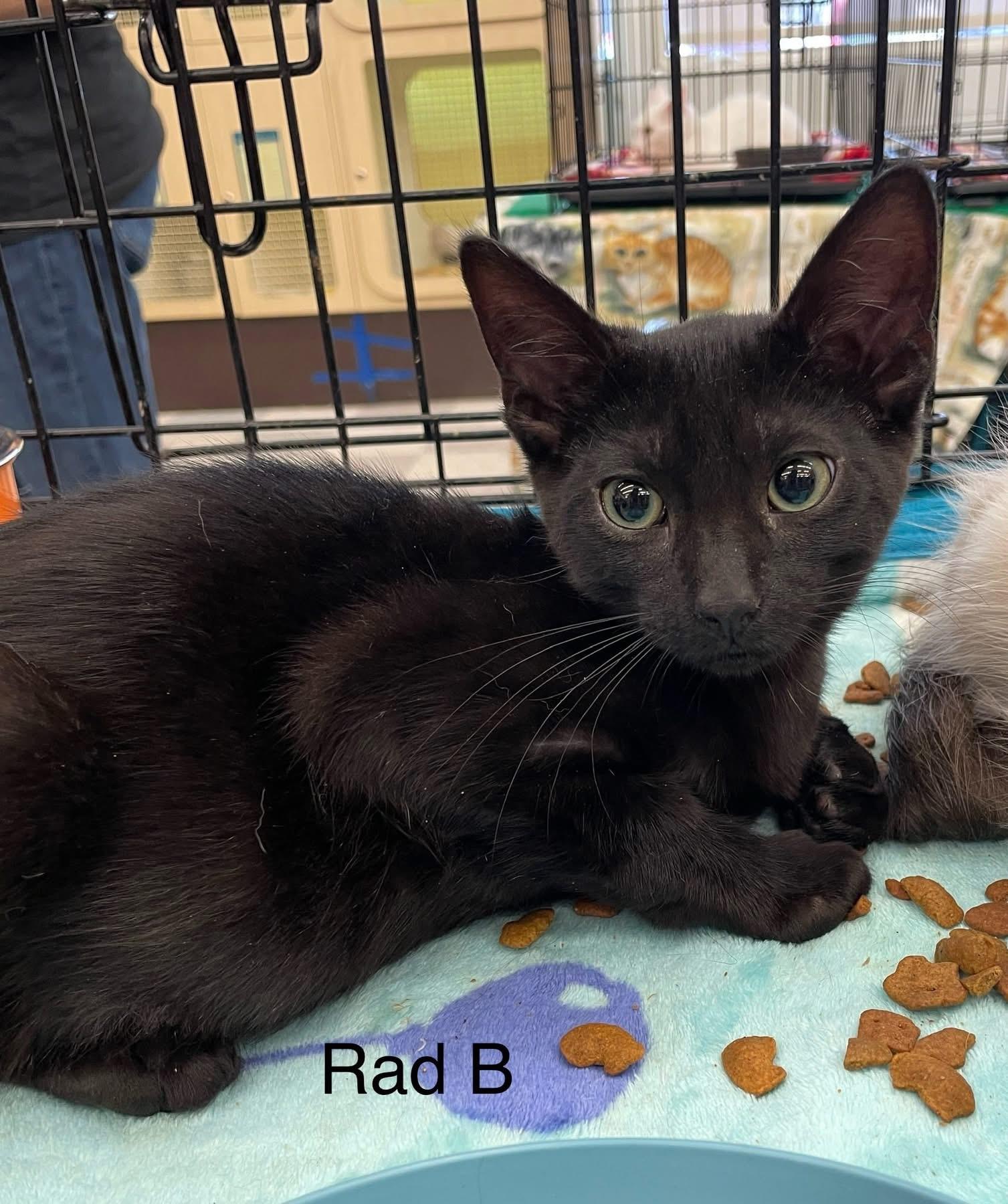Rad B., a Adoptable Domestic Short Hair in Sacramento, CA image 1/2
