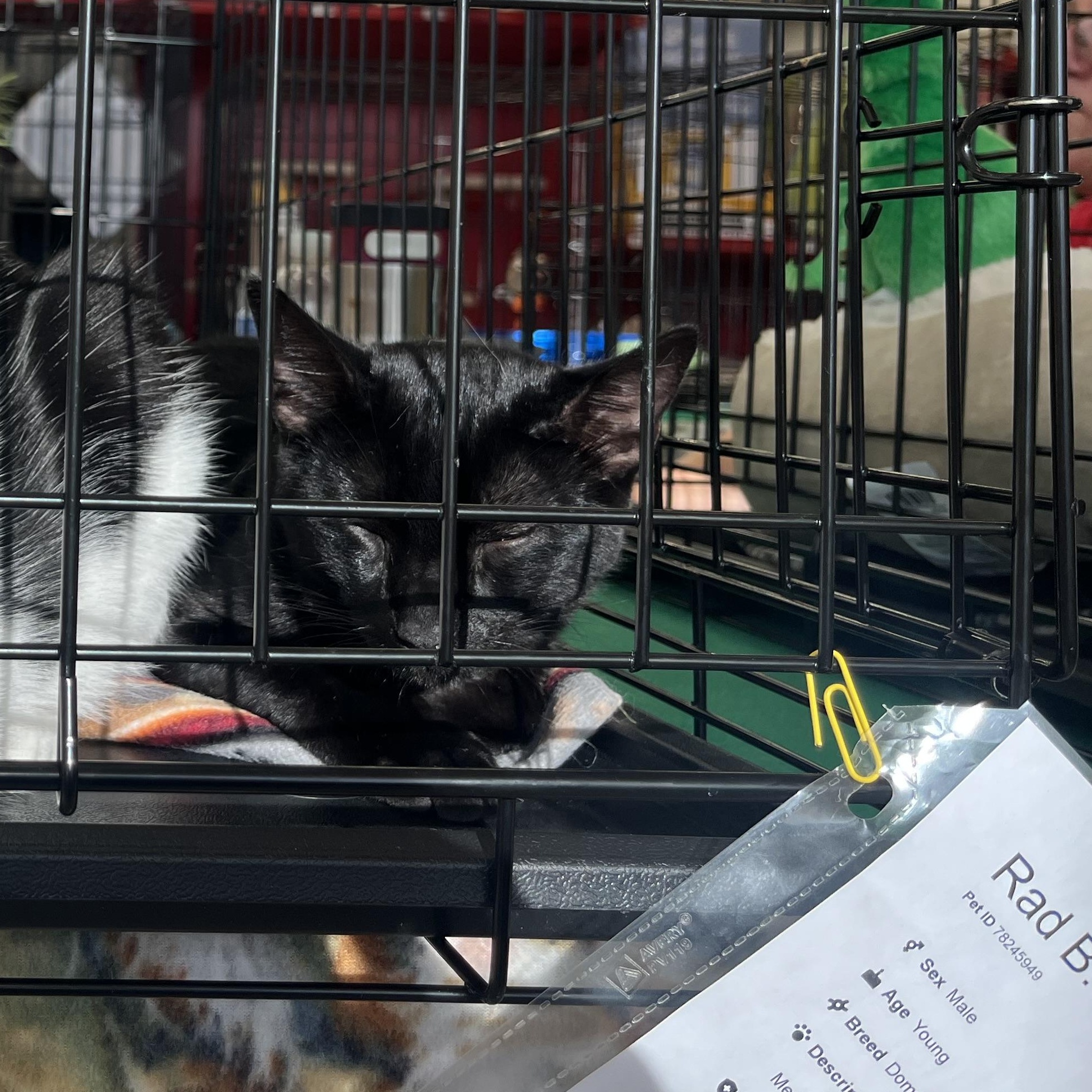 Rad B., a Adoptable Domestic Short Hair in Sacramento, CA image 2/2