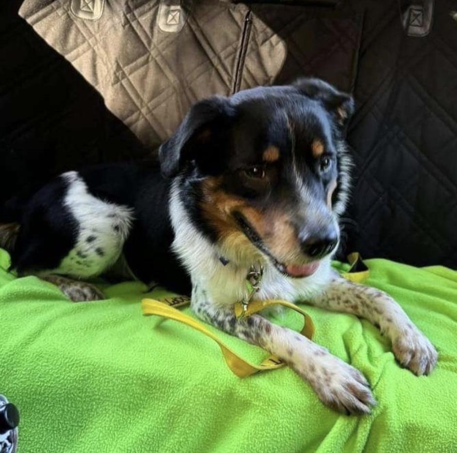 COURTESY POST - Harvey - Naperville IL Humane Society