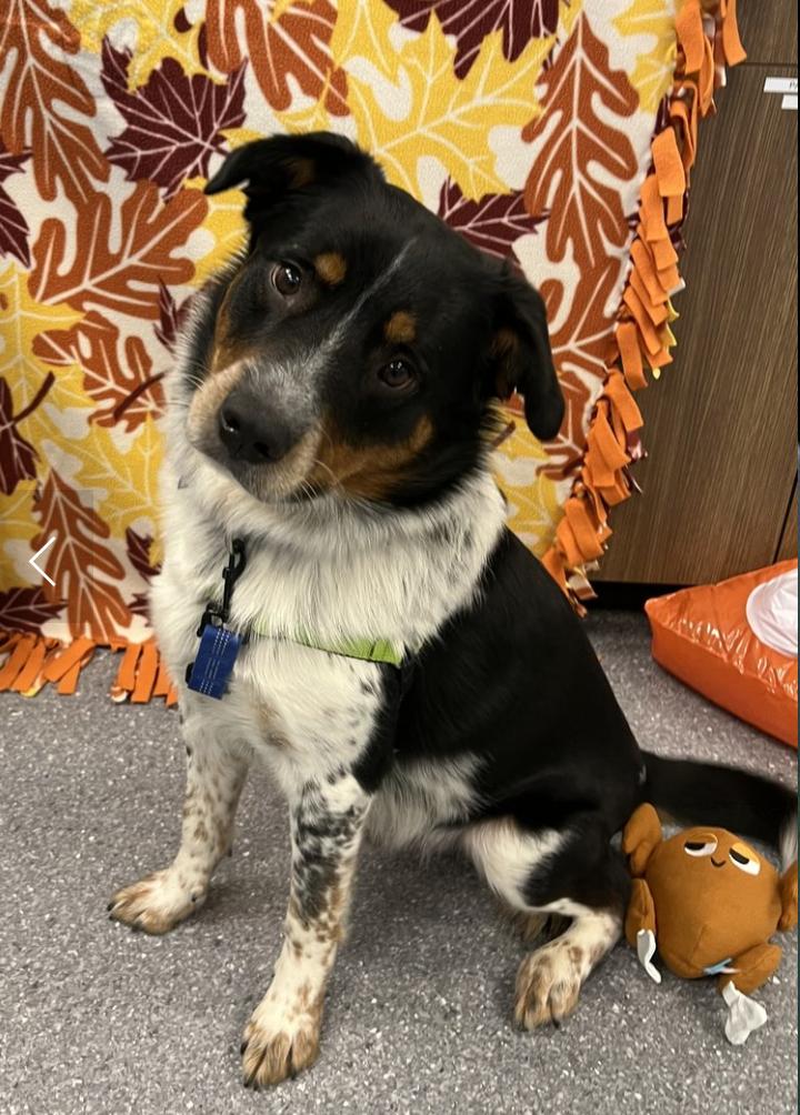 COURTESY POST - Harvey - Naperville IL Humane Society