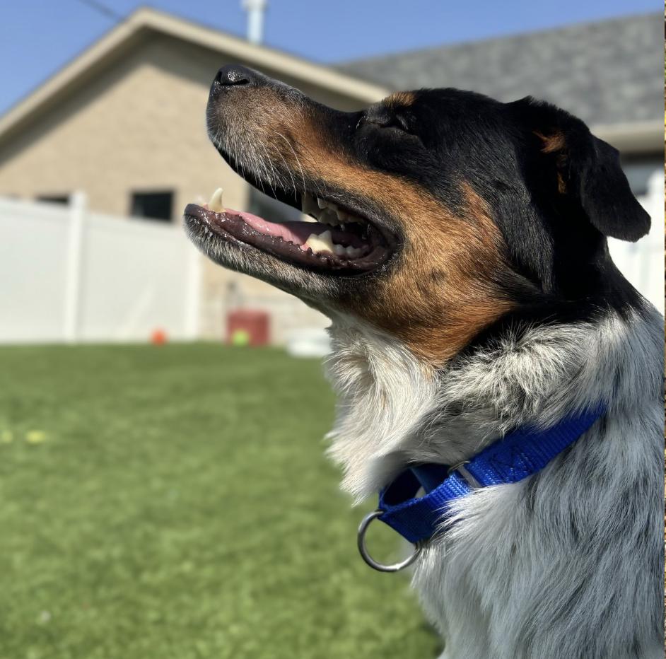 Enlarge COURTESY POST - Harvey - Naperville IL Humane Society, a Adoptable mixed breed in Sheridan, IL image 3/6