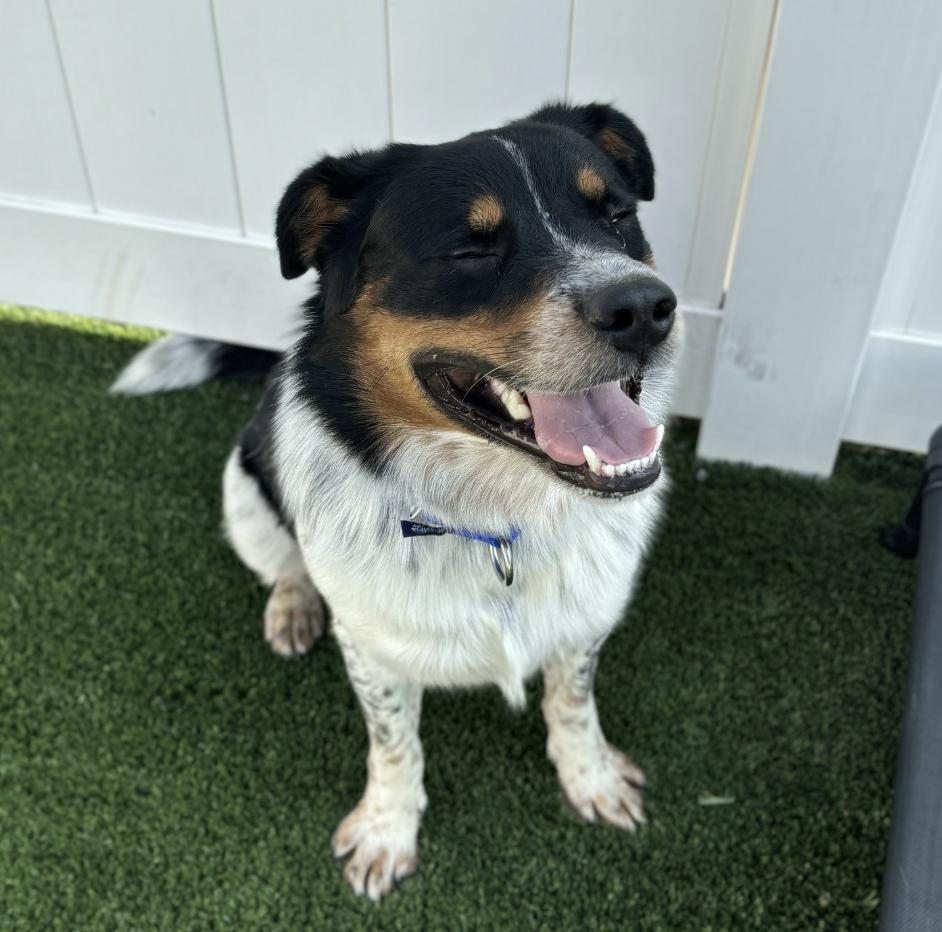 COURTESY POST - Harvey - Naperville IL Humane Society