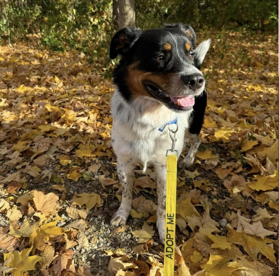 COURTESY POST - Harvey - Naperville IL Humane Society