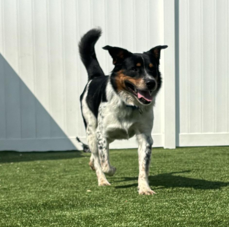 Enlarge COURTESY POST - Harvey - Naperville IL Humane Society, a Adoptable mixed breed in Sheridan, IL image 6/6