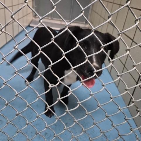 Roxanne, Adoptable, Puppy Female American Bulldog.