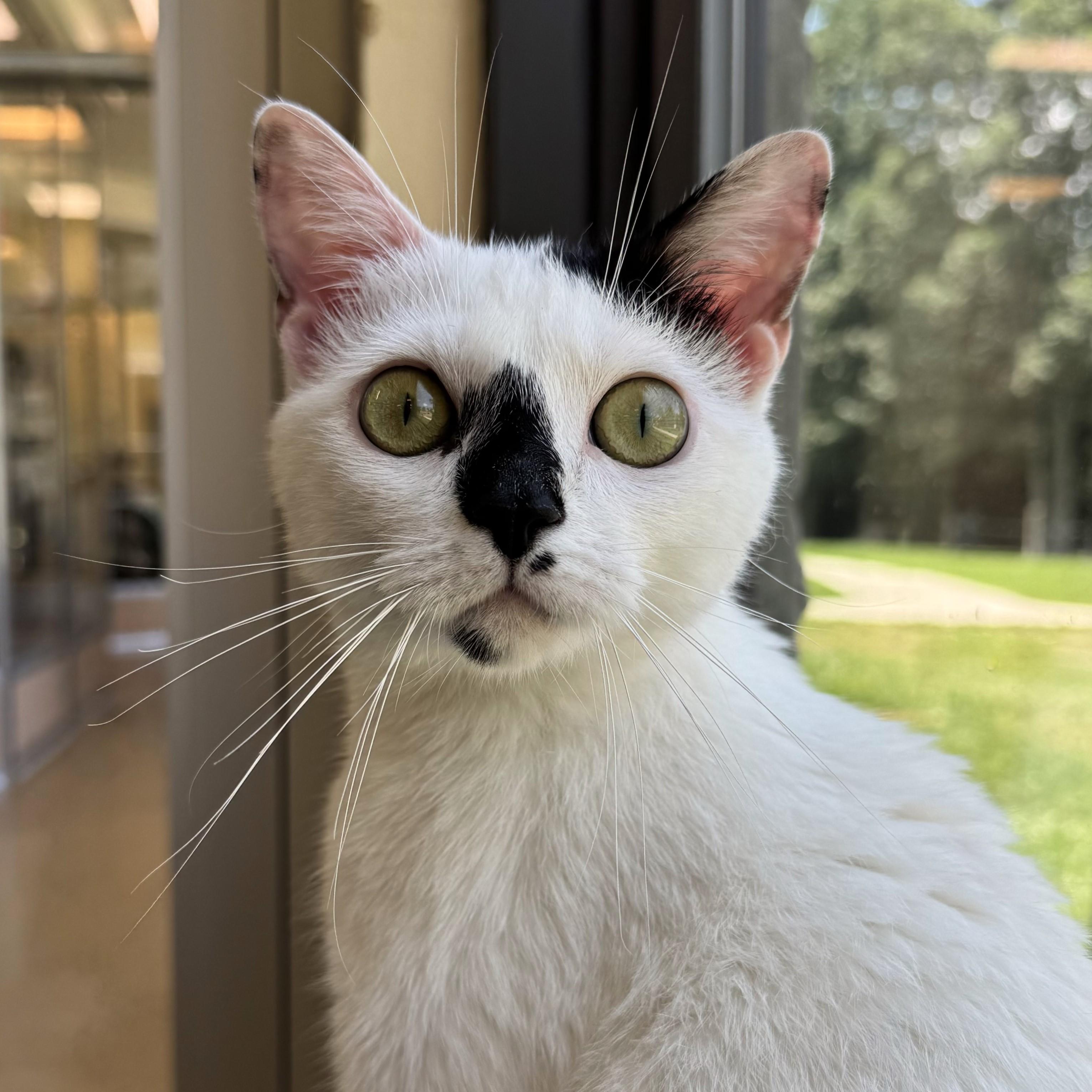 Jennie, Adult Female Domestic Short Hair