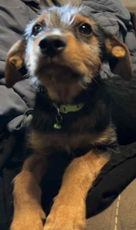 Enlarge Benjamin, a Adoptable Fox Terrier in San DIego, CA image 1/5