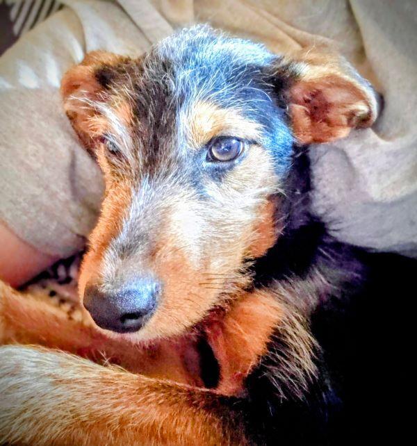 Enlarge Benjamin, a Adoptable Fox Terrier in San DIego, CA image 2/5