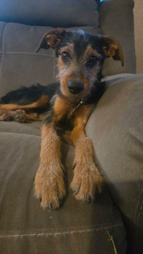 Enlarge Benjamin, a Adoptable mixed breed in Carlsbad, CA image 1/5