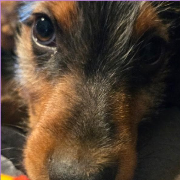 Enlarge Benjamin, a Adoptable mixed breed in Carlsbad, CA image 5/5