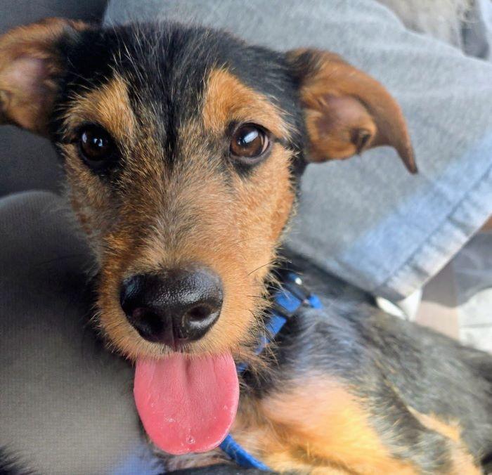 Enlarge Benjamin, a Adoptable Fox Terrier in San DIego, CA image 5/5