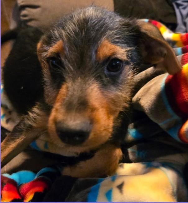 Enlarge Benjamin, a Adoptable mixed breed in Carlsbad, CA image 2/5