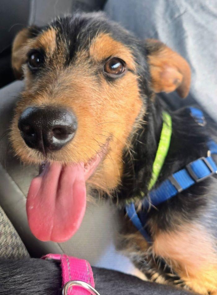 Enlarge Benjamin, a Adoptable mixed breed in Carlsbad, CA image 4/5