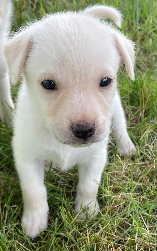 Corizon, adopted, Puppy Male Labrador Retriever.