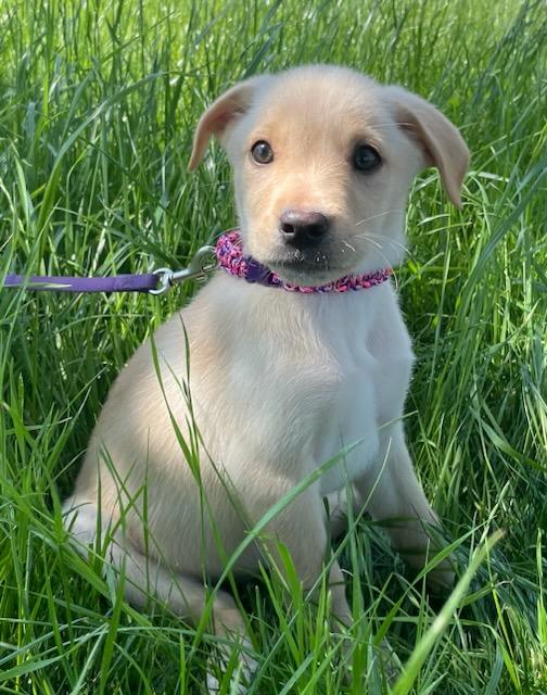 Enlarge Corizon, an adopted mixed breed in Polson, MT image 4/4