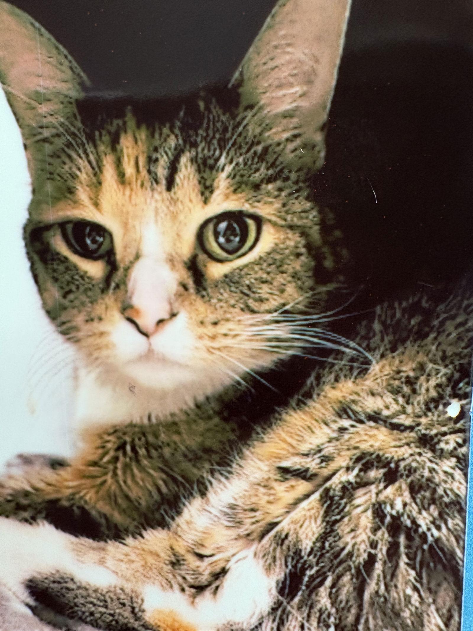Sassafras, Adoptable, Young Female Tabby & Tortoiseshell.