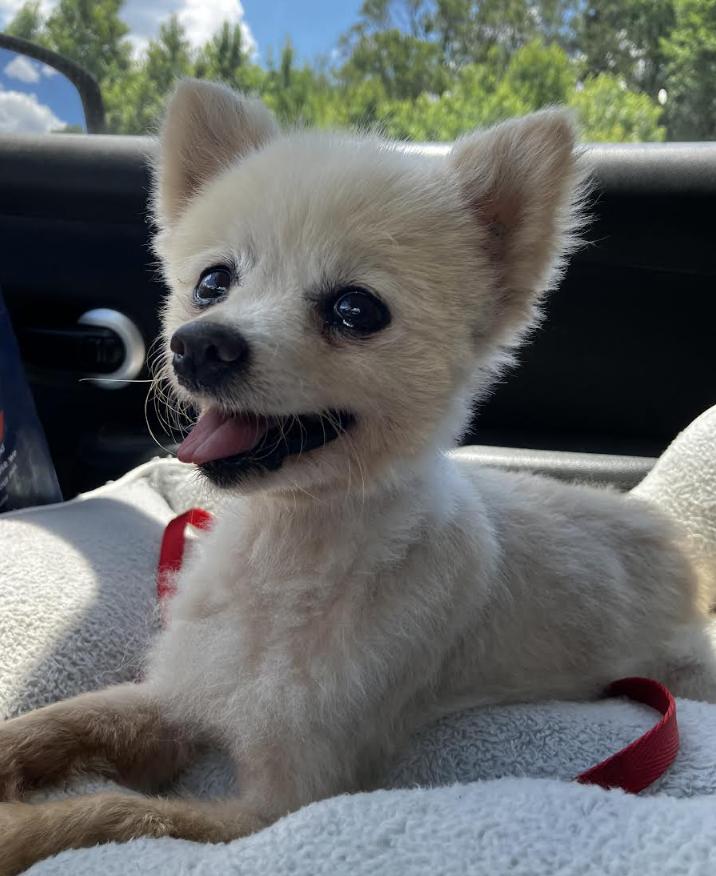 Poppy, Adopted, Senior Female Pomeranian.