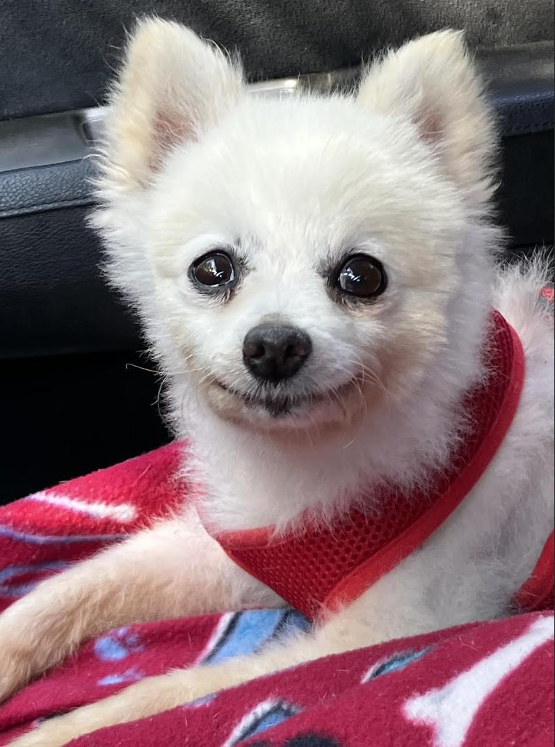 Poppy, a Adopted Pomeranian in Decatur, GA image 2/3