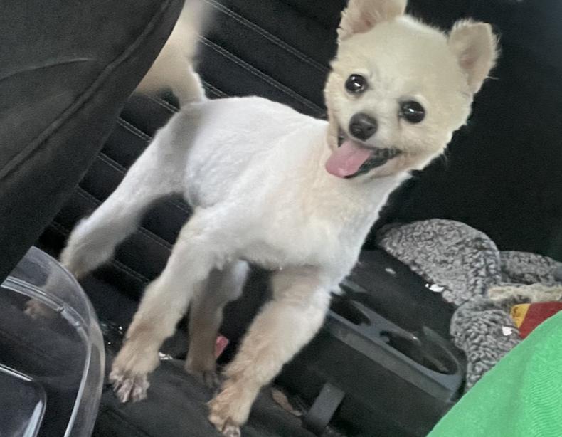 Poppy, a Adopted Pomeranian in Decatur, GA image 3/3