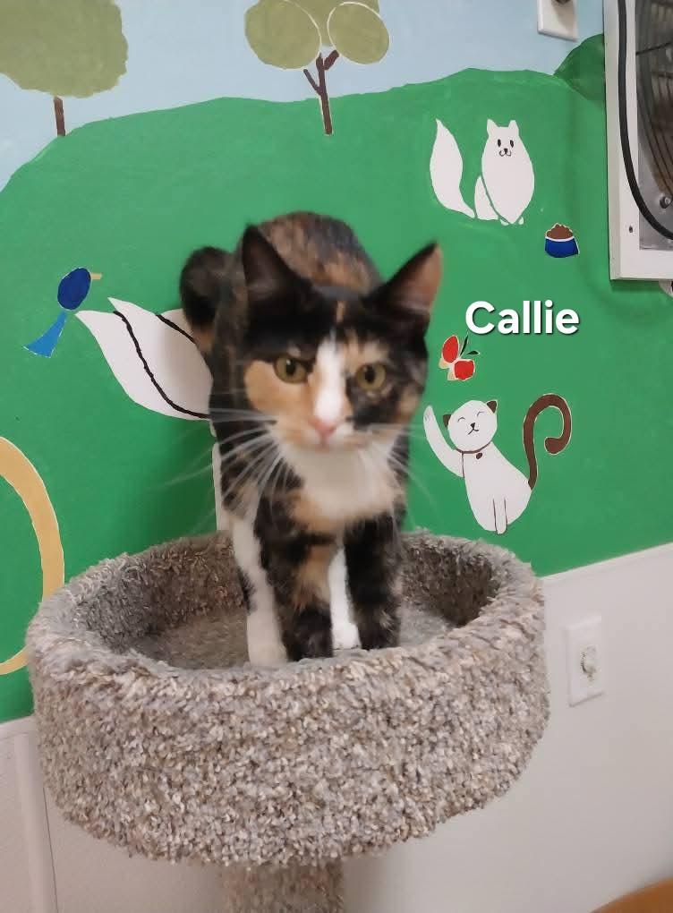 Callie, Adoptable, Young Female Domestic Short Hair.