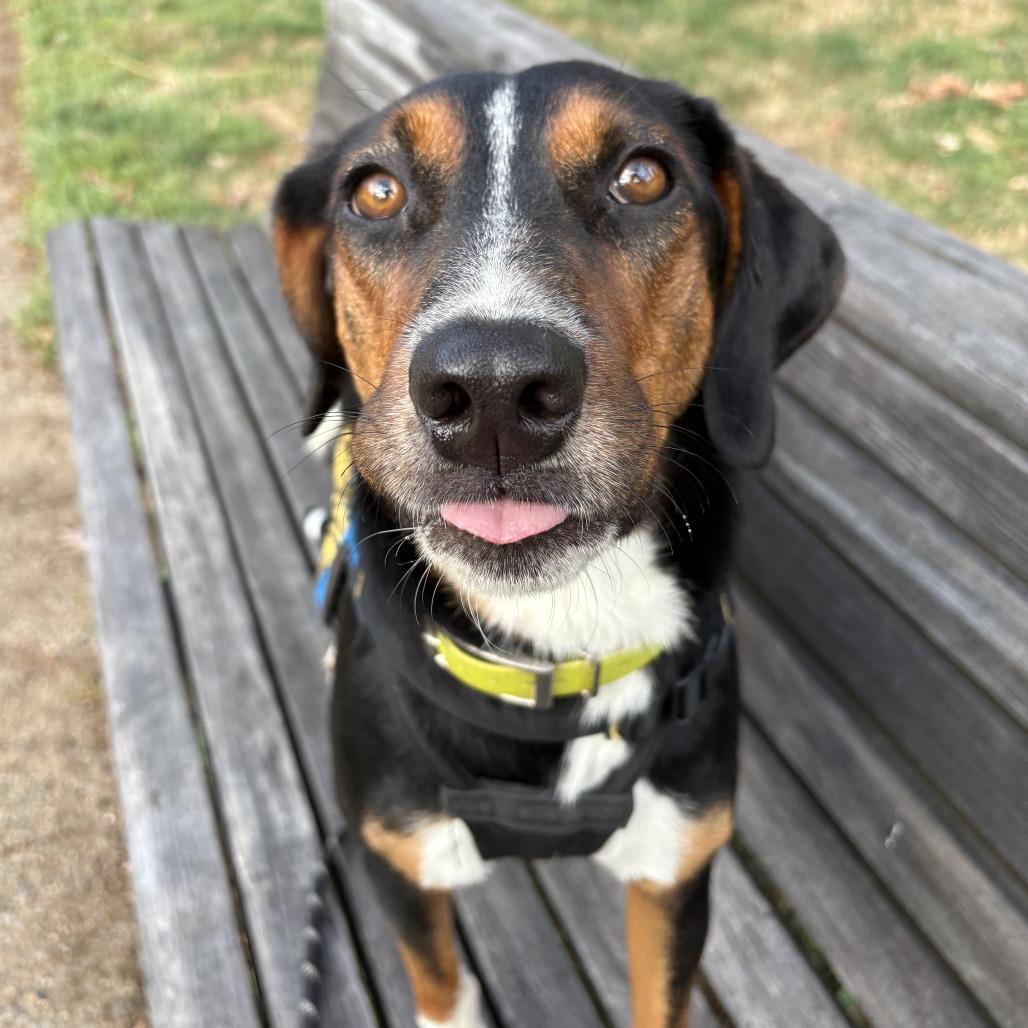 Enlarge Donald, a Adoptable mixed breed in Washington, DC image 1/6