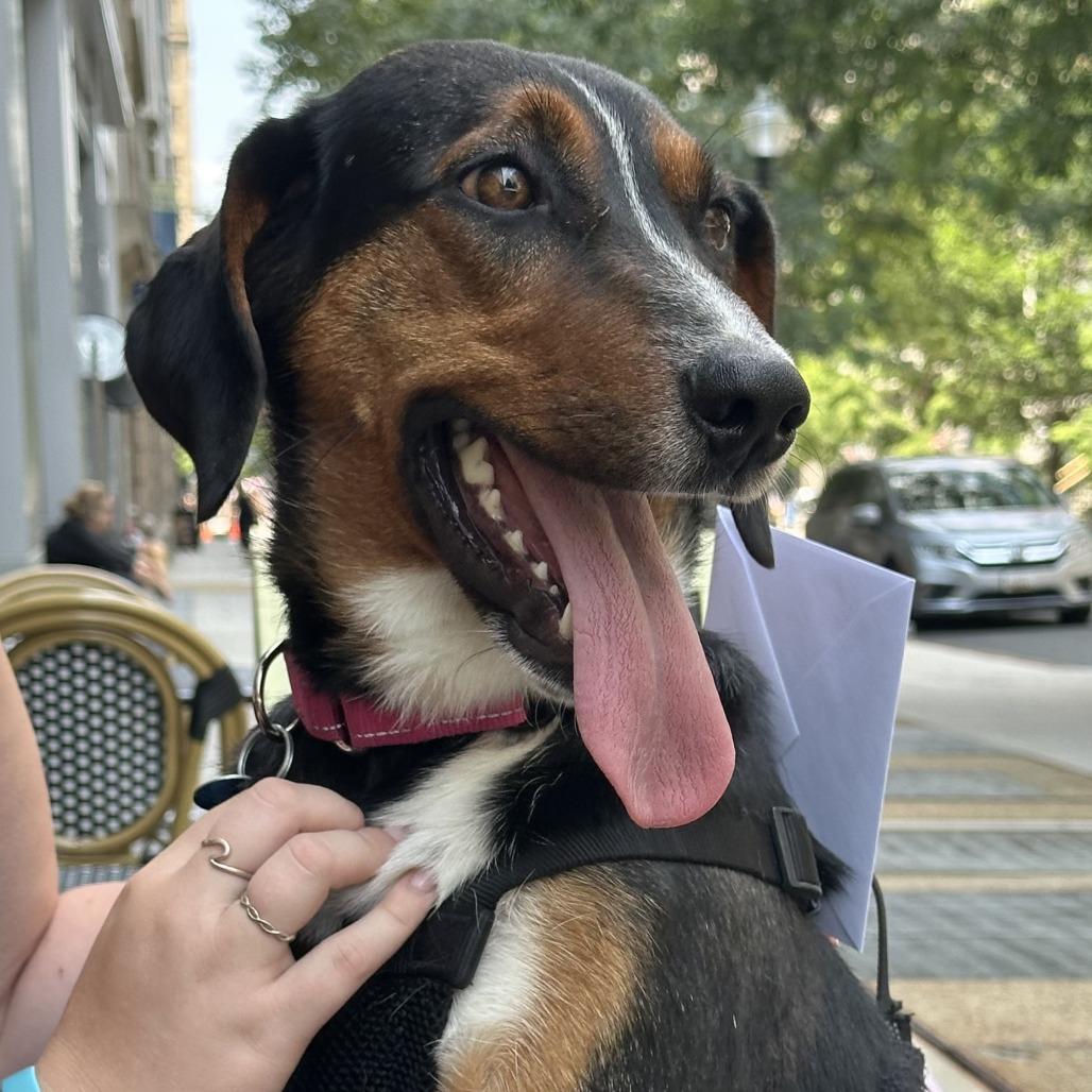 Enlarge Donald, a Adoptable mixed breed in Washington, DC image 2/6