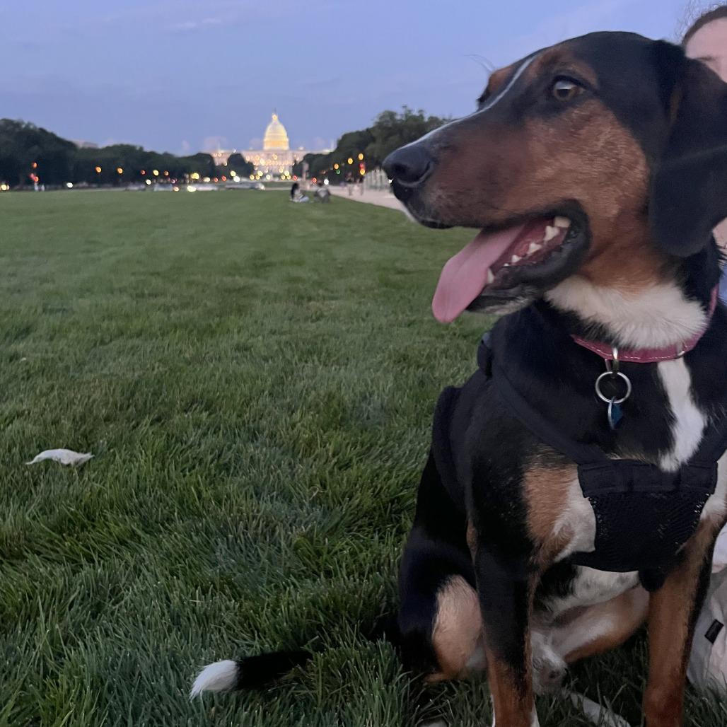 Enlarge Donald, a Adoptable mixed breed in Washington, DC image 3/6